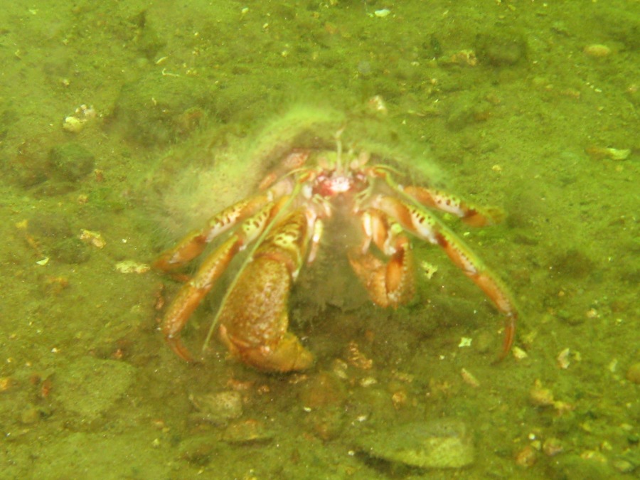 Dive Photos/2009-06 Loch Long/img_0542.jpg